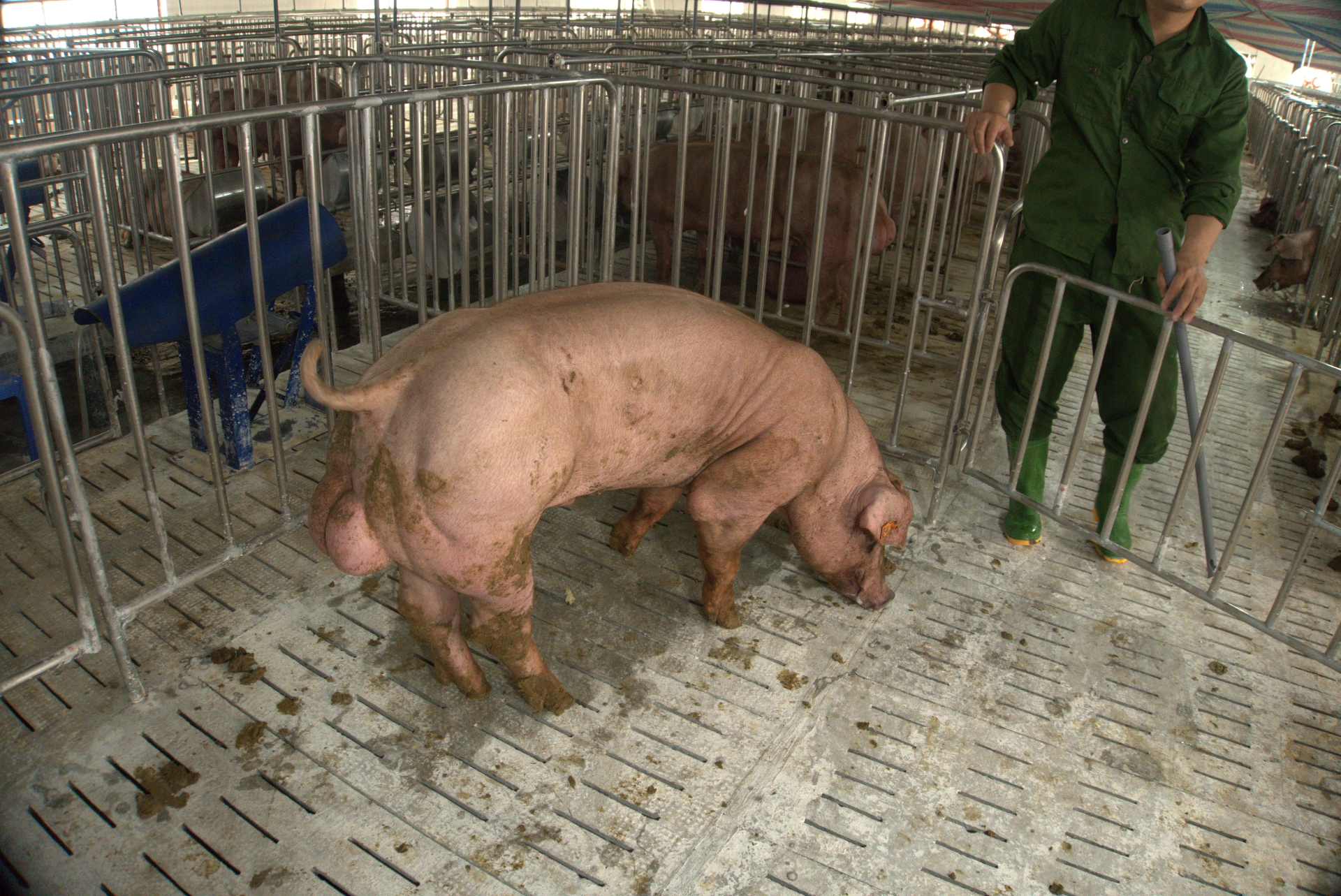 Heo đực giống MF1141