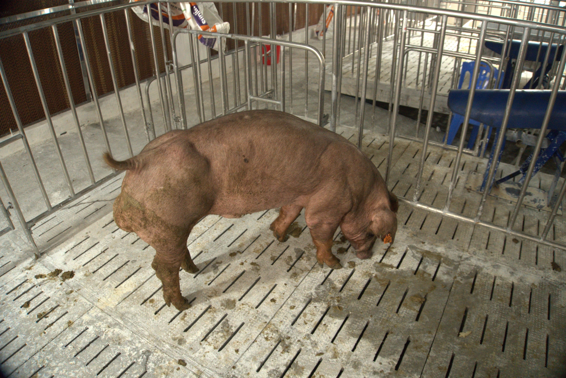 Heo đực giống MF1419