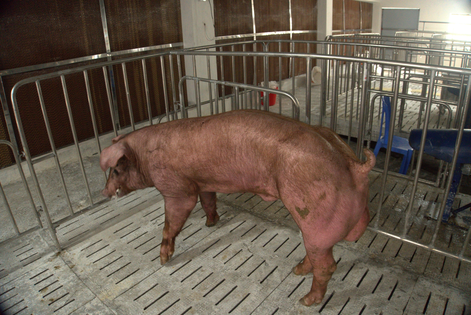 Heo đực giống MF1131