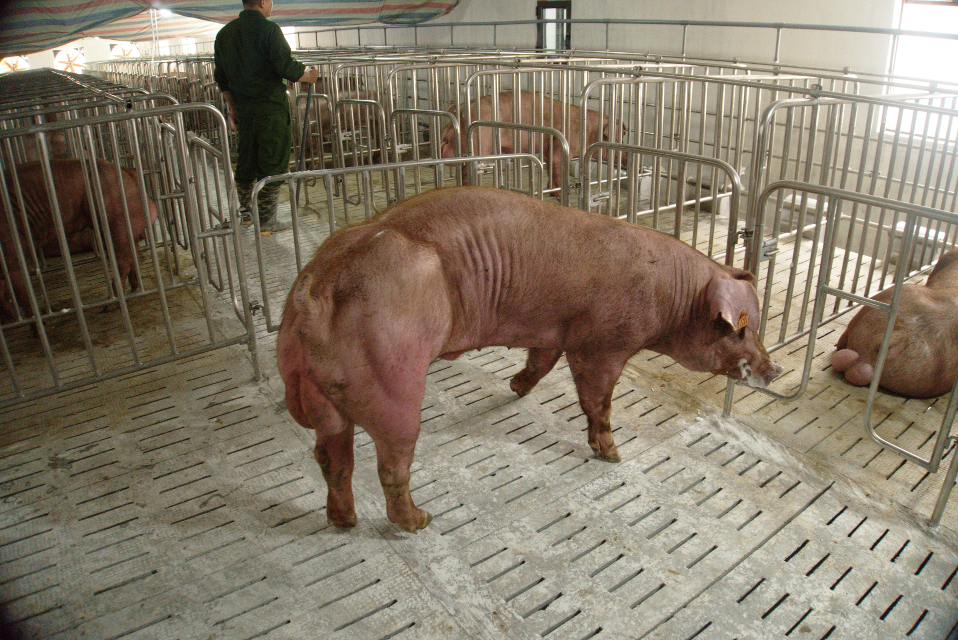 Heo đực giống MF1011