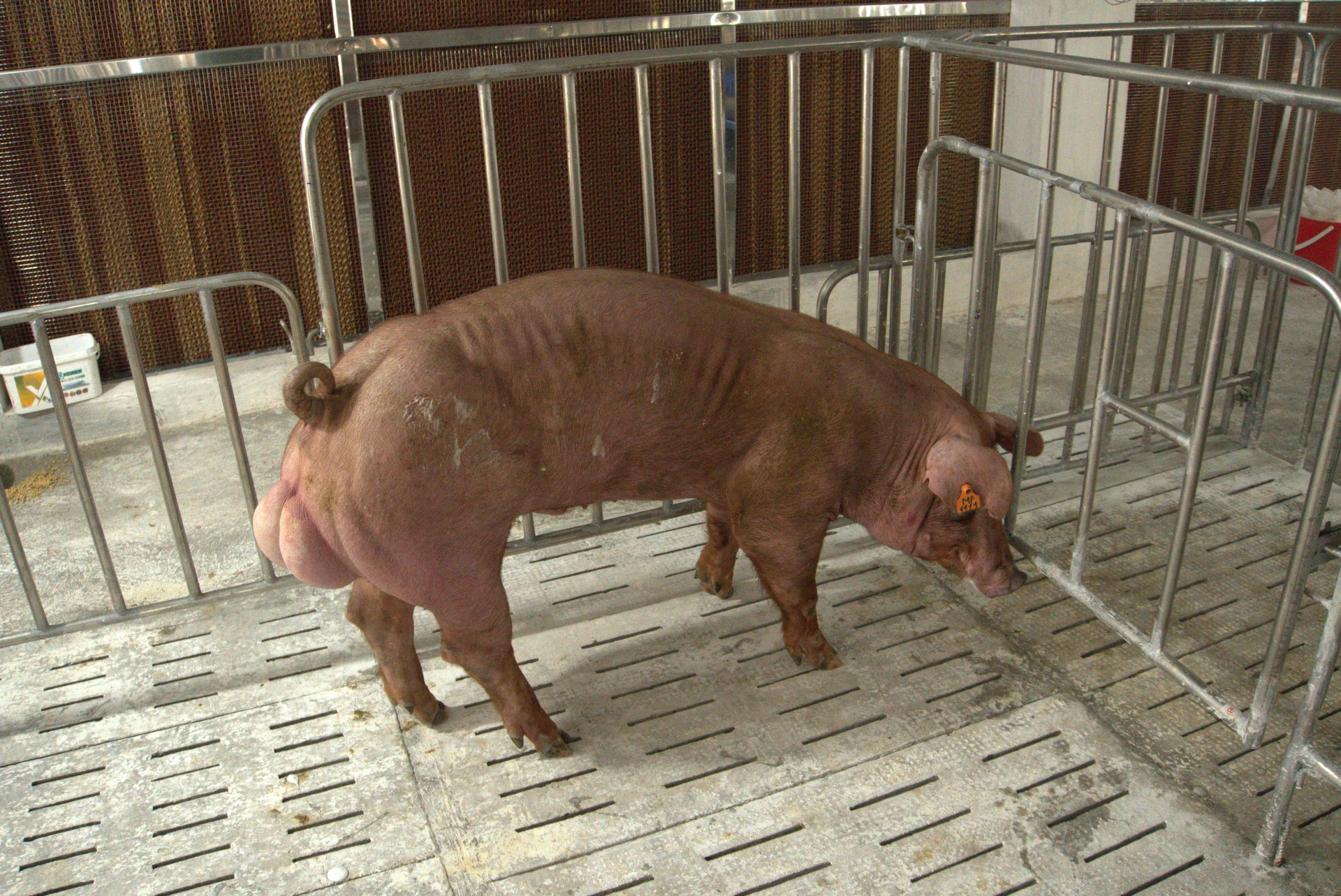 Heo đực giống MF1111