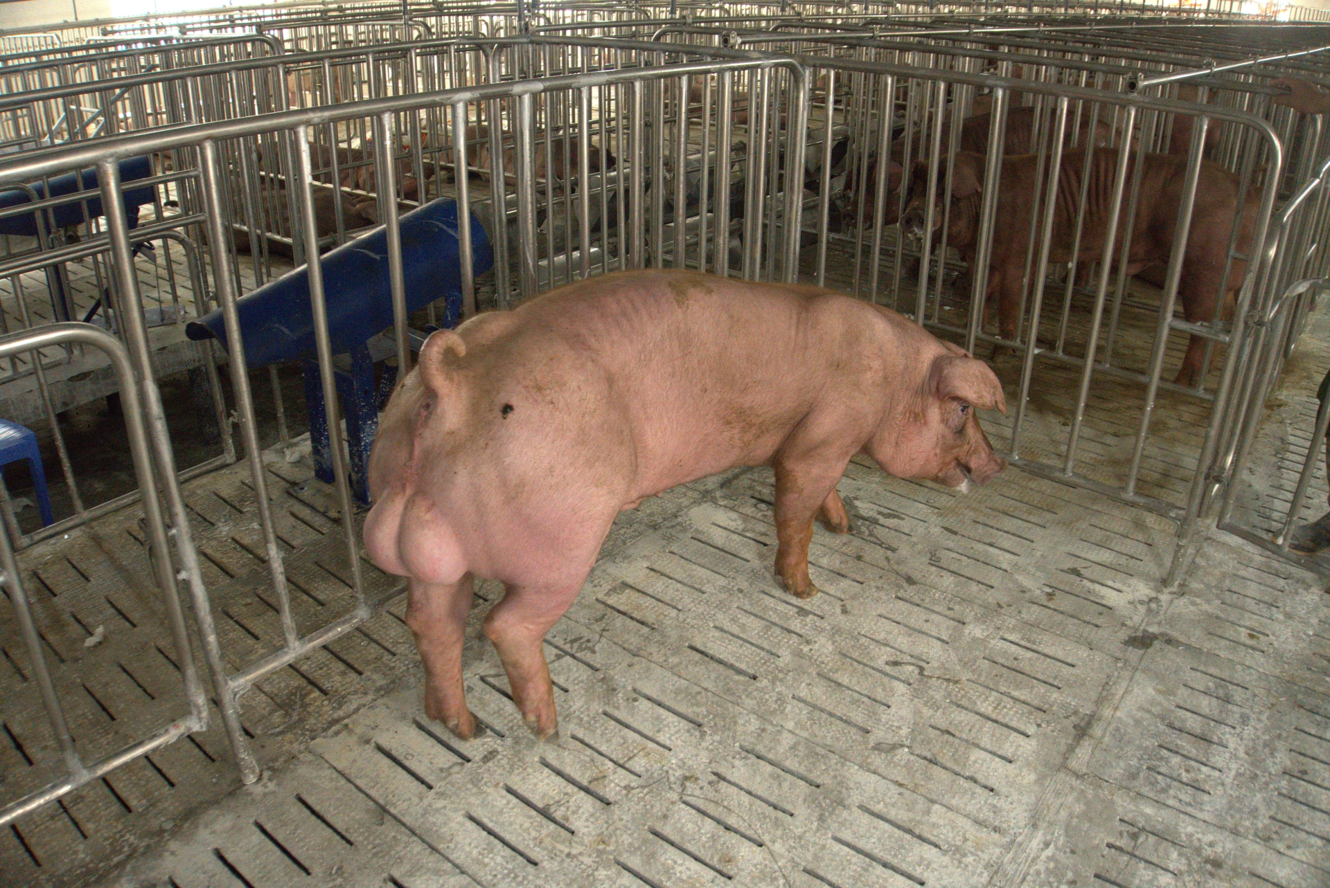 Heo đực giống MF1437