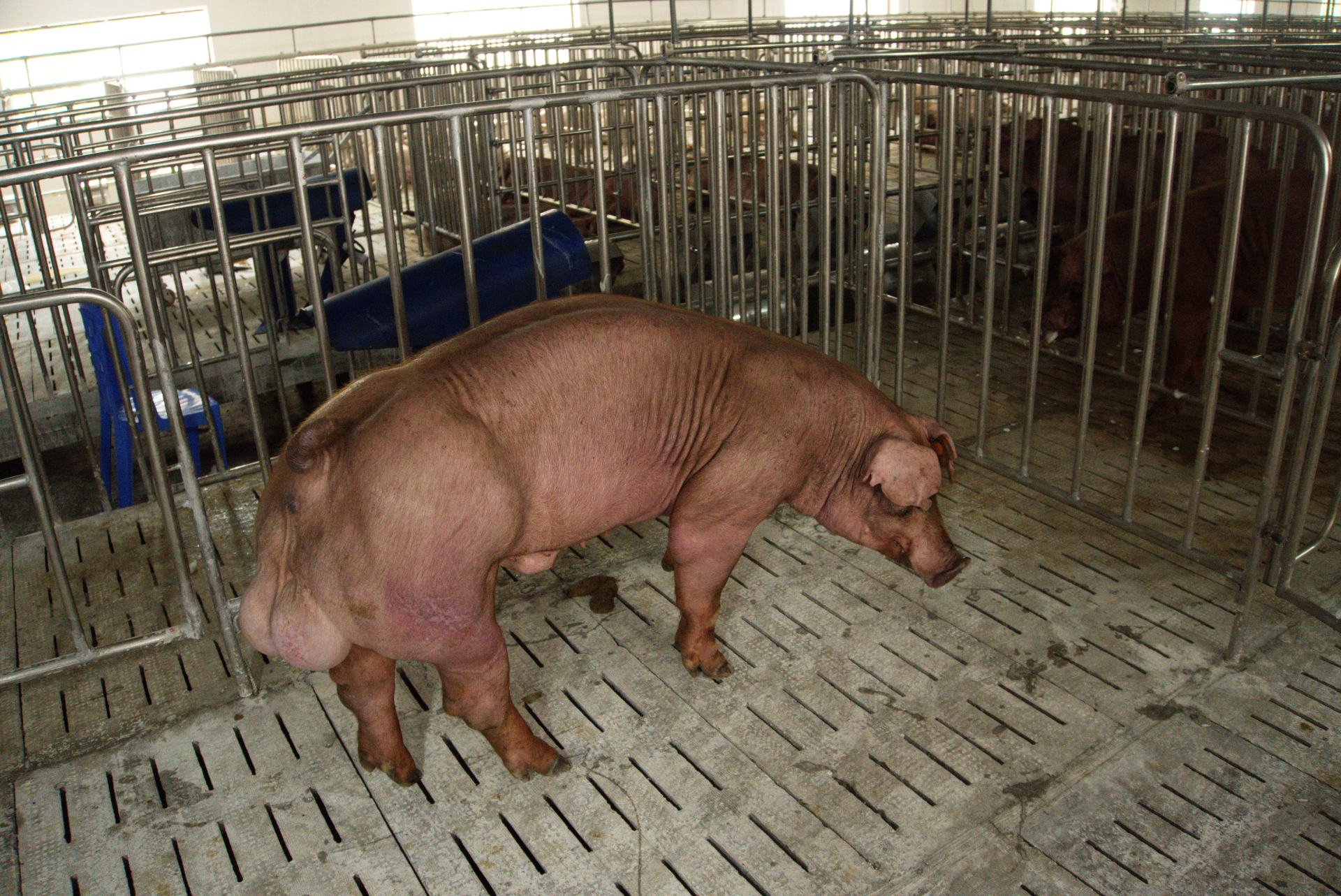 Heo đực giống MF3312