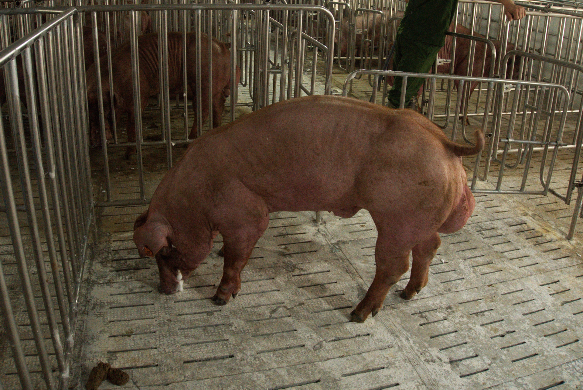 Heo đực giống MF0002