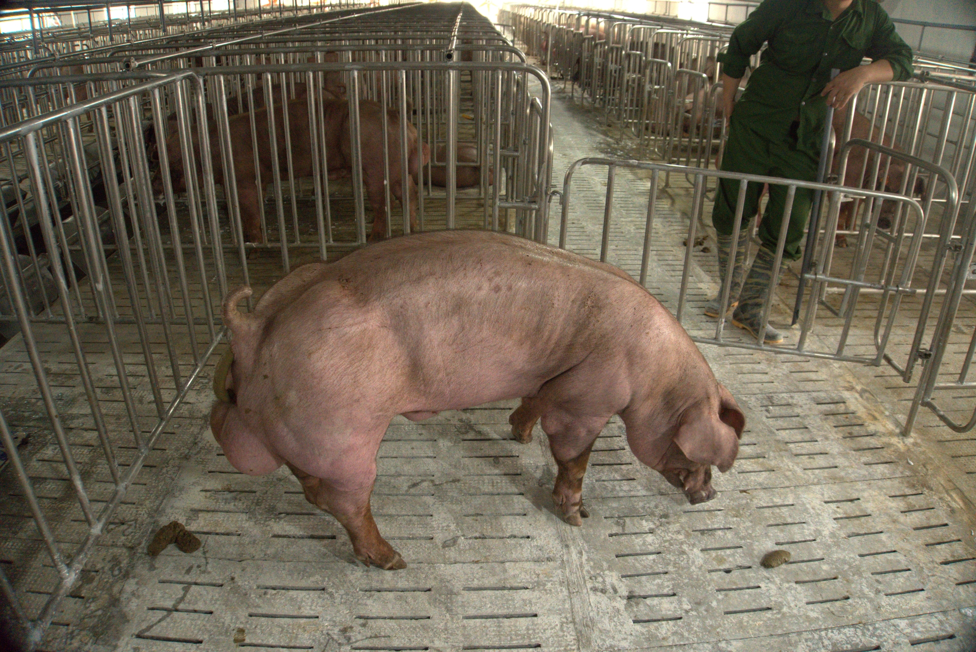 Heo đực giống MF0010