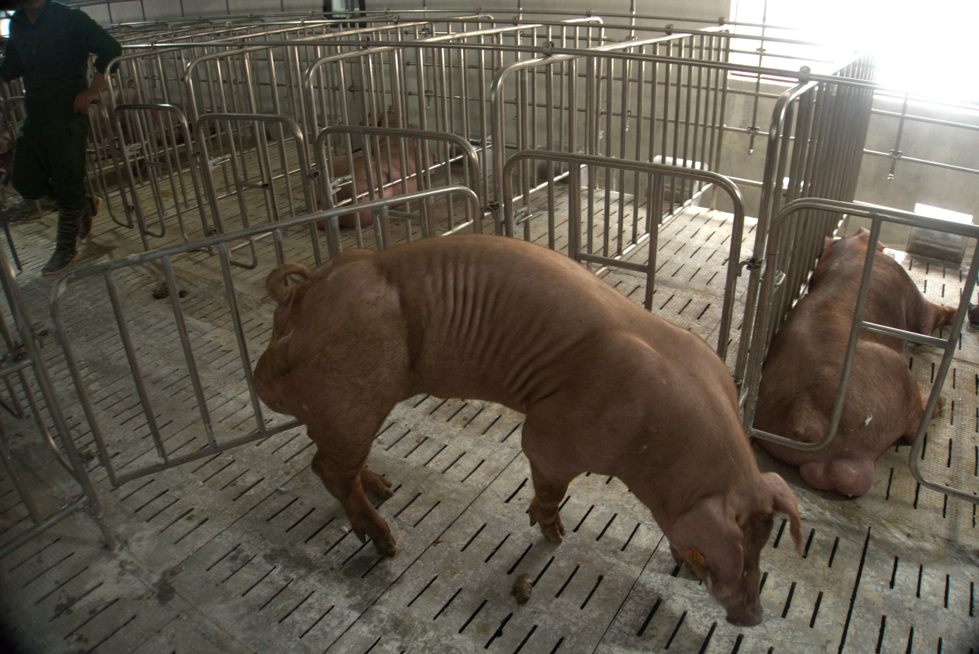 Heo đực giống MF1913