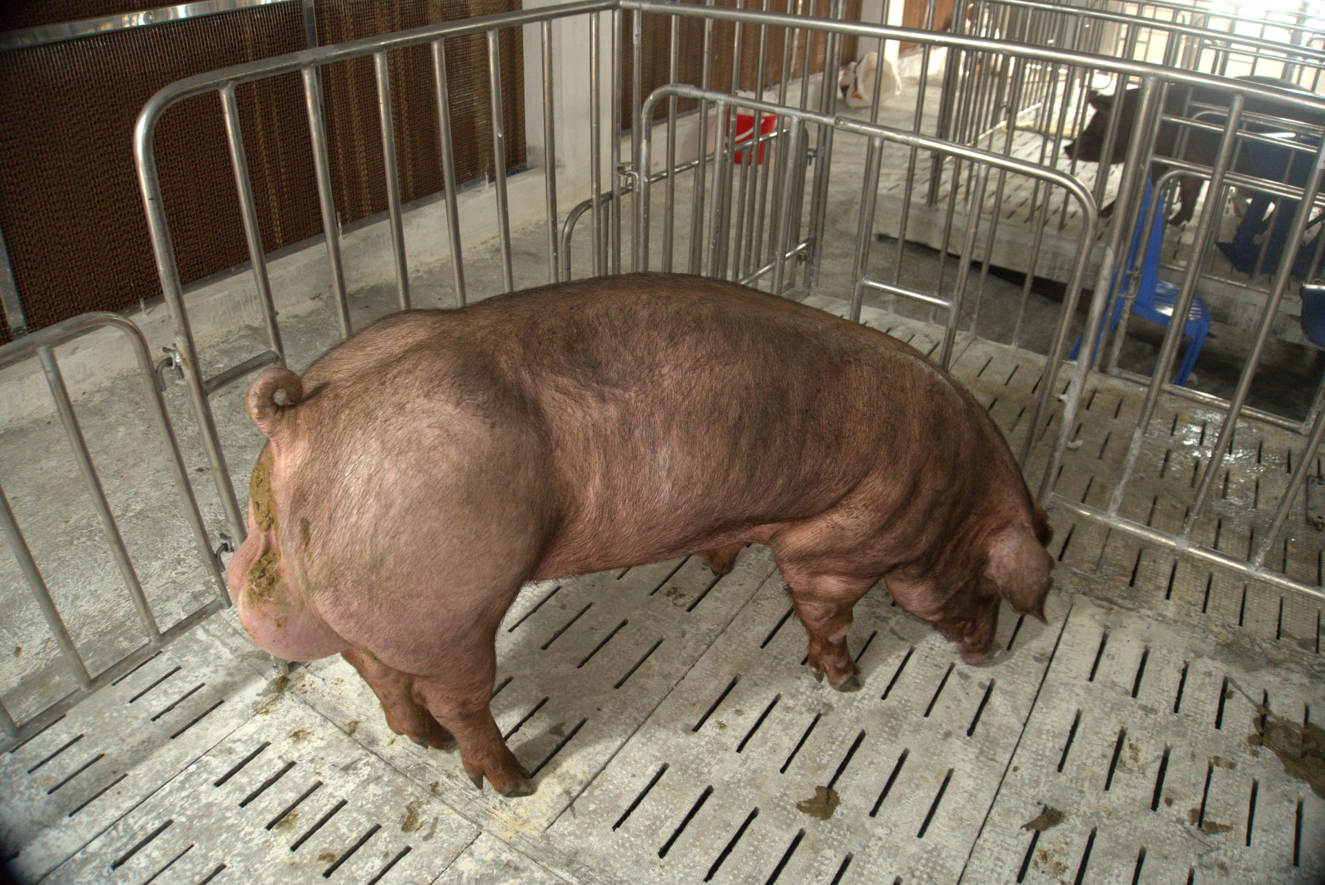 Heo đực giống MF9111