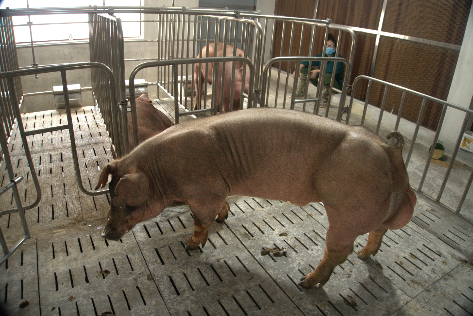 Heo đực giống MF1444