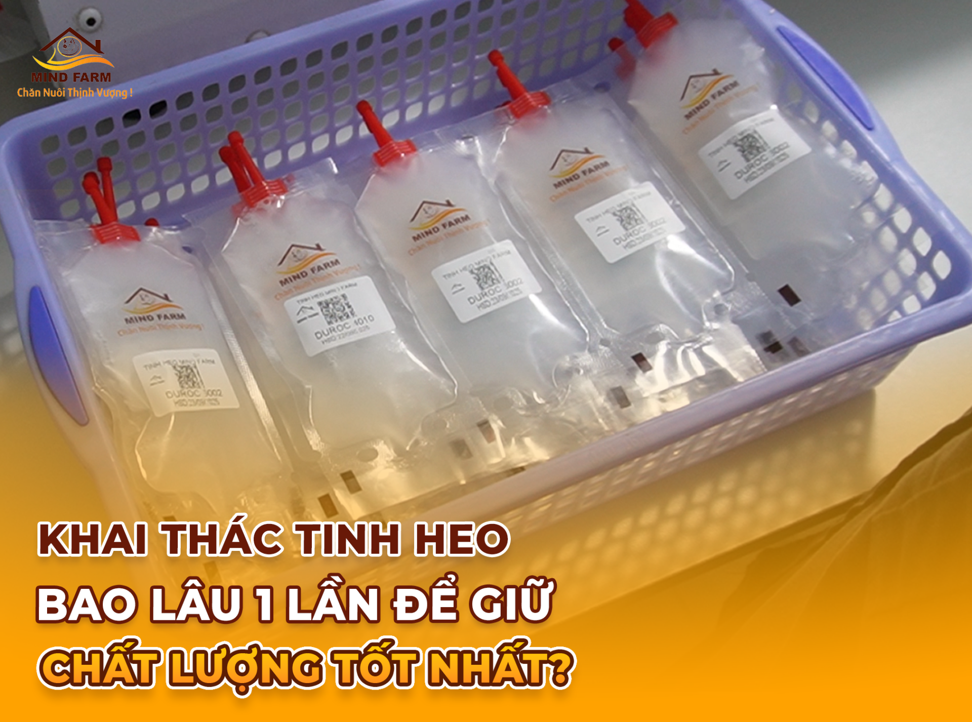 Khai thác tinh heo bao lâu 1 lần để giữ chất lượng tốt nhất?