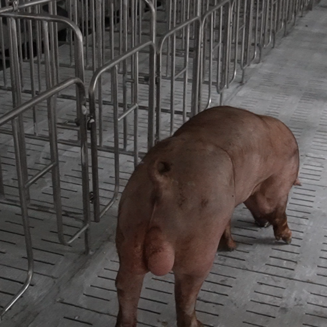 Heo đực giống MF2801