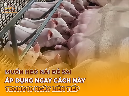 Muốn Heo Nái Đẻ Sai Áp Dụng Ngay Cách Này Trong 10 Ngày Liên Tiếp