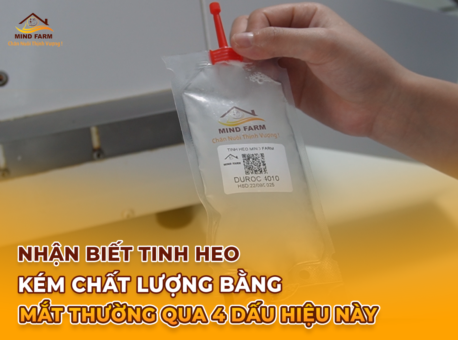 Nhận biết tinh heo kém chất lượng bằng mắt thường qua 4 dấu hiệu này