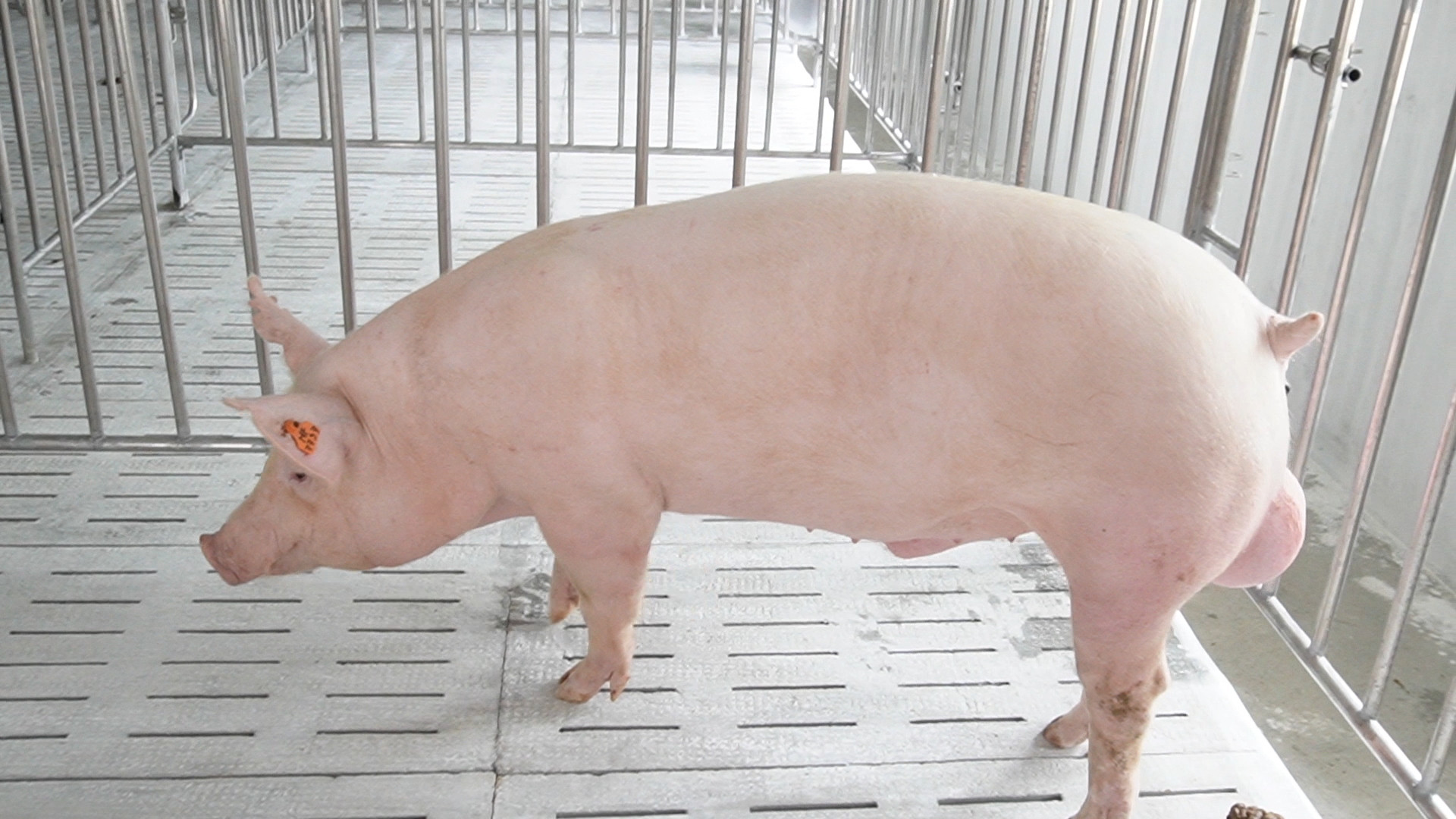 Heo đực giống Y7727