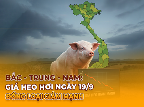 Giá heo hơi hôm nay 19/9: Miền Bắc và miền Nam đồng loạt giảm, sắp mất mốc 60.000 đồng/kg
