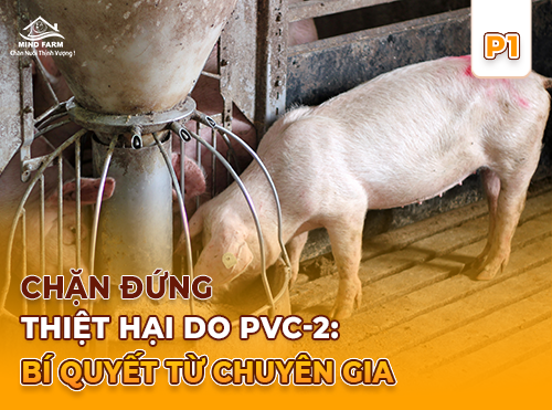 Phần 1: Truy tìm thủ phạm đứng sau hội chứng gầy còm và bệnh thận ở heo