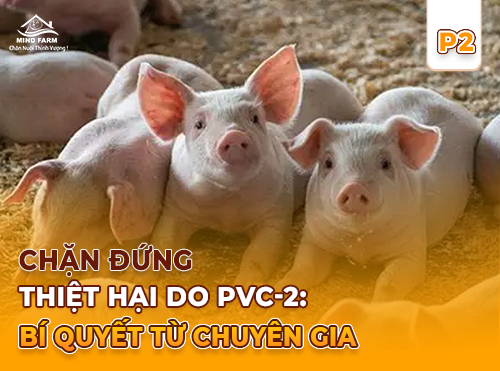 Phần 2: Giải pháp nào để giảm thiệt hại PCV-2 trong chăn nuôi heo?