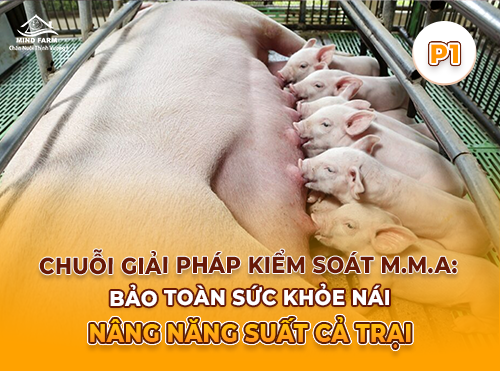 Phần 1: Nhận biết sớm hội chứng viêm vú – viêm tử cung – mất sữa ở nái sau sinh