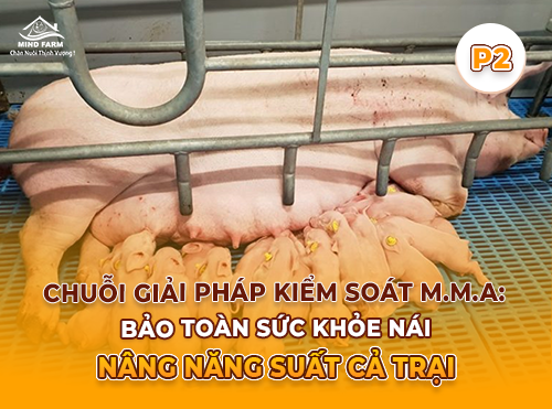 Phần 2: Nguyên nhân gây bệnh – Vi khuẩn nào đứng sau hội chứng M.M.A ở heo nái?