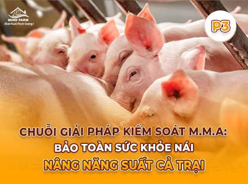 Phần 3: Cách phòng ngừa hiệu quả hội chứng viêm vú – viêm tử cung – mất sữa