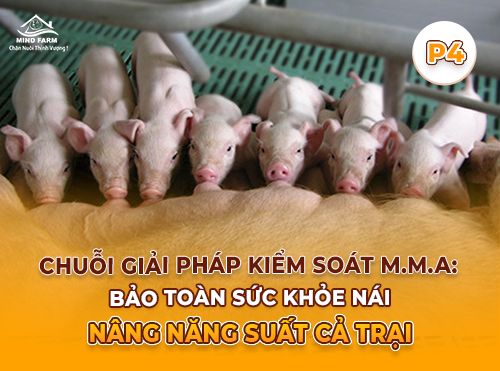 Phần 4: Điều trị hội chứng M.M.A ở heo nái – Làm đúng sớm để cứu cả ổ con