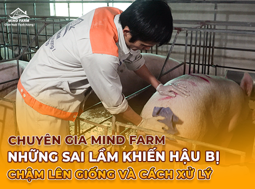 Những Sai Lầm Khiến Hậu Bị Chậm Lên Giống Và Cách Xử Lý !