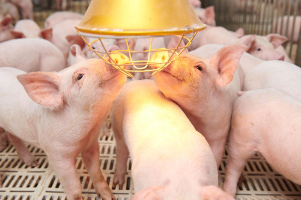 Da bóng, lông mượt nói lên điều gì về sức khỏe của heo? sức khỏe của heo