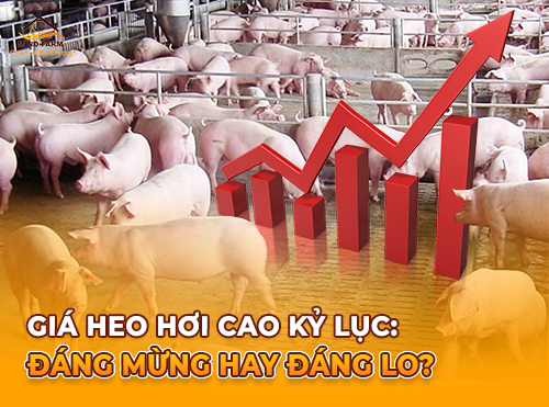 Giá heo hơi cao kỷ lục: Đáng mừng hay đáng lo?