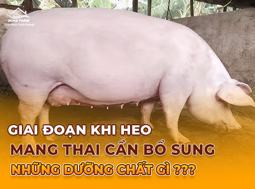 Giai đoạn heo mang thai cần bổ sung những dưỡng chất gì?