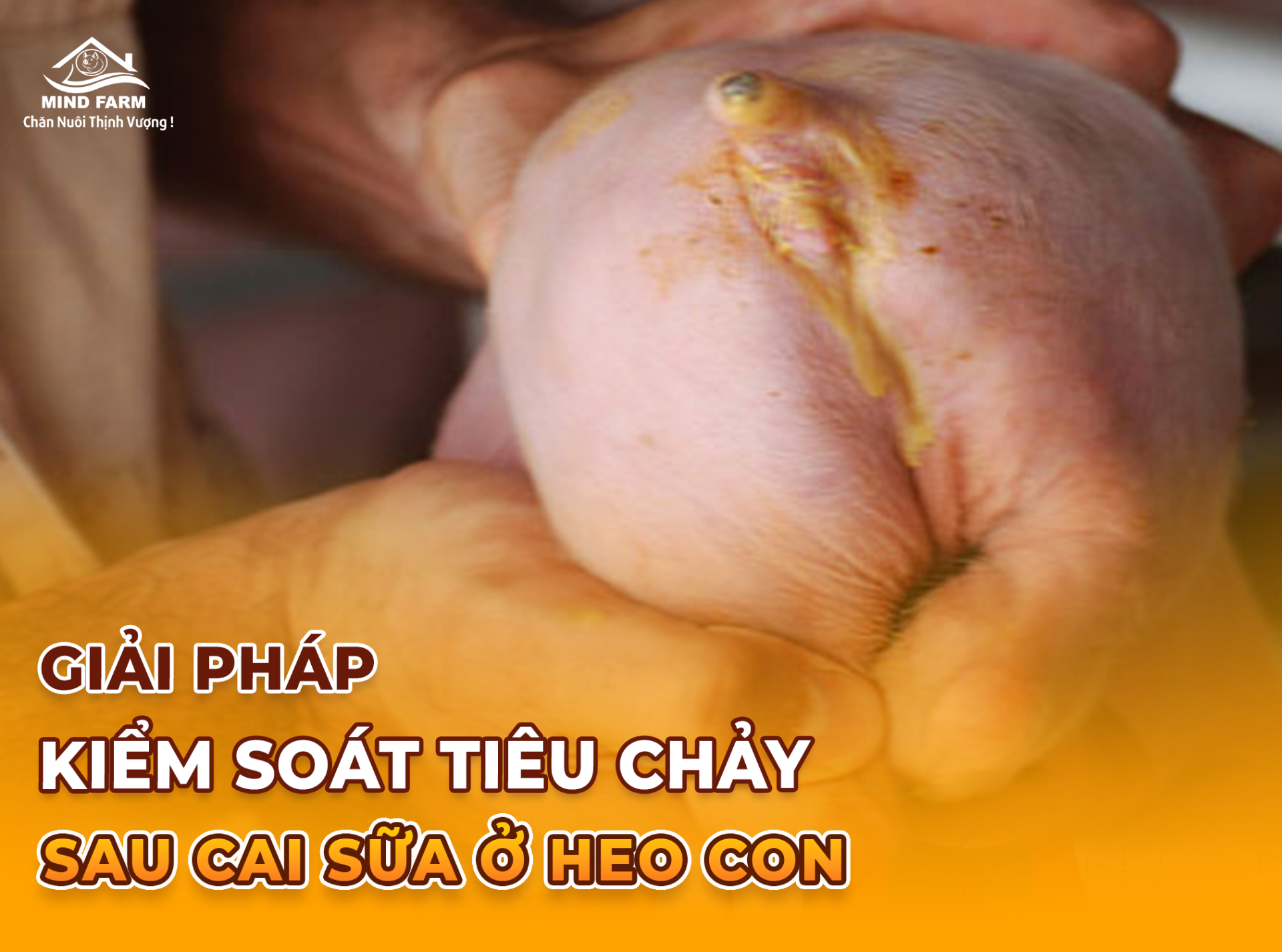 Giải Pháp Kiểm Soát Tiêu Chảy Sau Cai Sữa Ở Heo Con