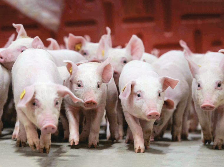 Da bóng, lông mượt nói lên điều gì về sức khỏe của heo? sức khỏe của heo