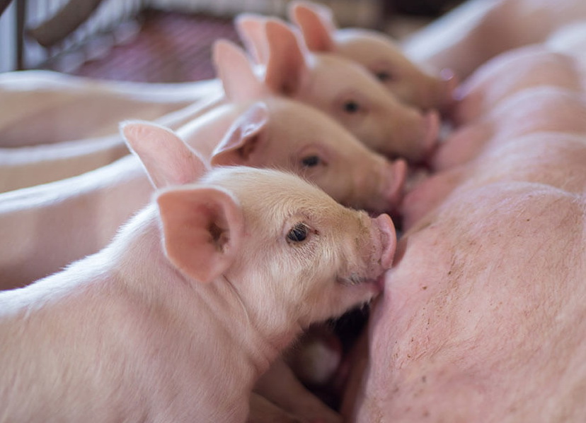 Xử lý mất sữa ở heo nái