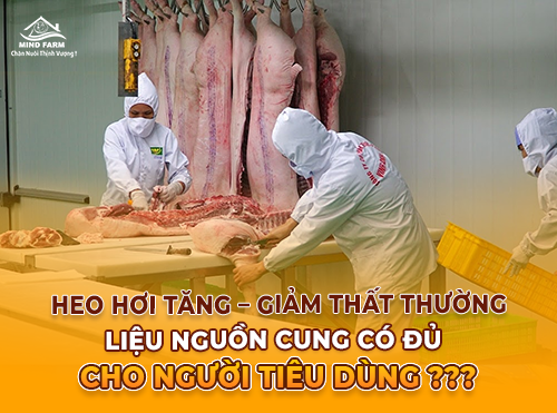 Sản lượng thịt heo biến động mạnh, liệu có đáp ứng được người tiêu dùng?