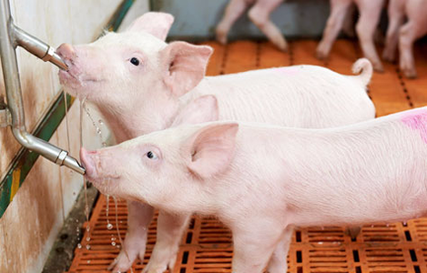 heo uống đủ nước sữa heo nái