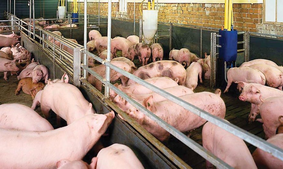 Vì sao cho “ăn đúng”  giúp giảm lượng khí thải trong chăn nuôi lợn?