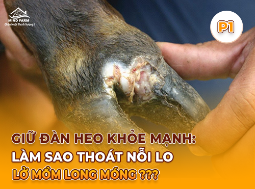 Phần 1: Lở mồm long móng ở heo: Nguy hiểm và thiệt hại kinh tế khó lường
