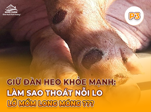 Phần 3: Nhận biết triệu chứng và bệnh tích của bệnh lở mồm long móng ở heo