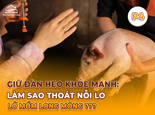 Phần 4: Phòng và điều trị bệnh lở mồm long móng ở heo