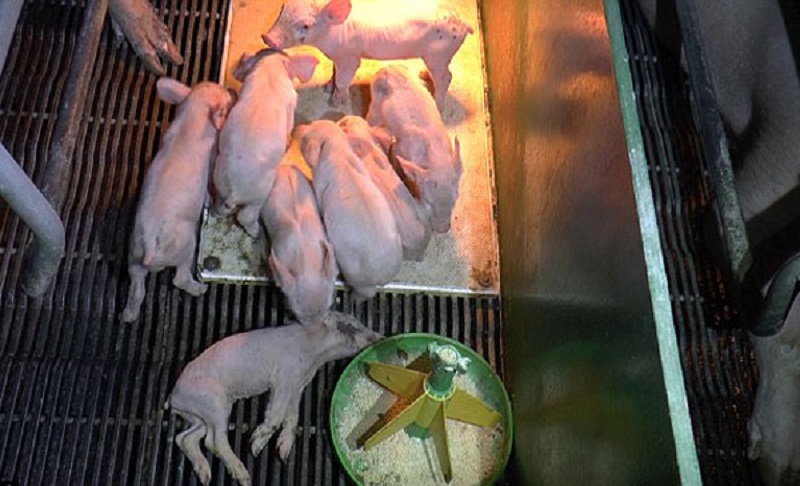 5 Cách Hạn Chế Giảm Tỷ Lệ Tử Vong Ở Lợn Con