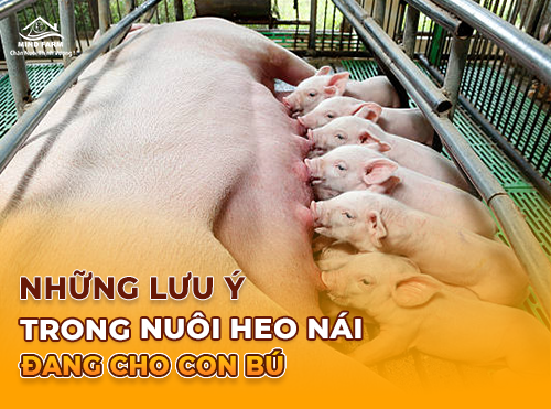 Những lưu ý trong nuôi heo nái đang cho con bú