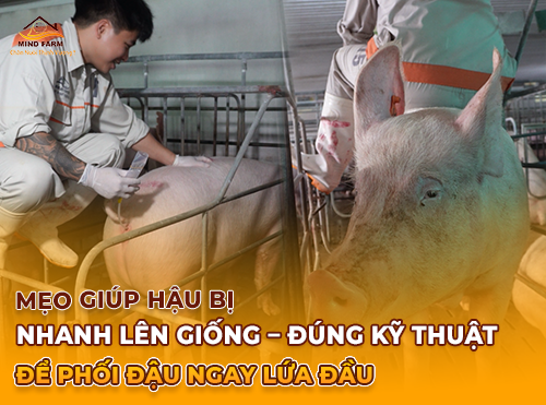 Mẹo Giúp Hậu Bị Nhanh Lên Giống – Đúng Kỹ Thuật Để Phối Đậu Ngay Lứa Đầu