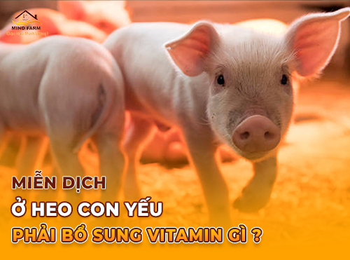 Miễn Dịch Ở Heo Con Yếu Phải Sổ Sung Vitamin Gì?