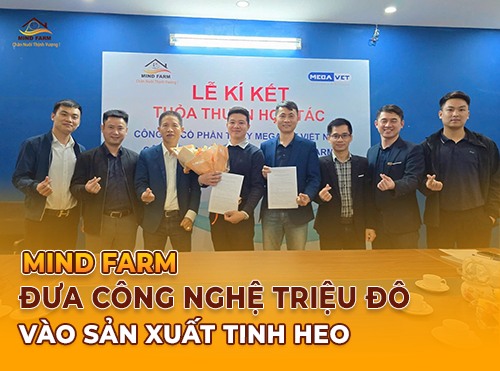 Mind Farm đưa công nghệ triệu đô vào sản xuất tinh heo