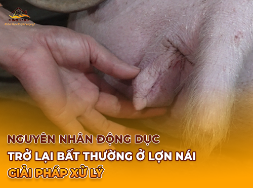 Nguyên Nhân Động Dục Trở Lại Bất Thường Ở Lợn