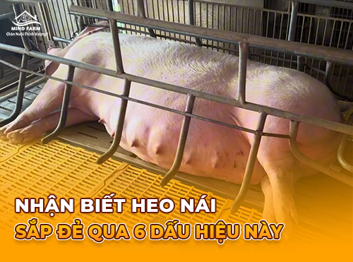 Nhận biết heo nái sắp đẻ qua 6 dấu hiệu này