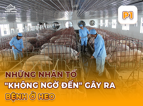 Phần 1: Hiểu đúng về bệnh ở heo – Khi nào được coi là “bệnh”?