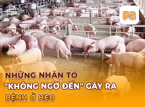 Phần 2: Nguyên nhân gây bệnh ở heo – Không chỉ đến từ vi khuẩn và virus
