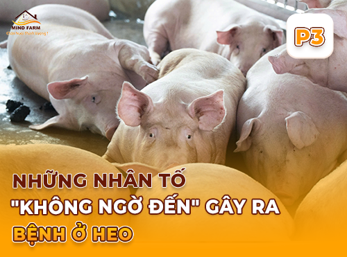 Phần 3: Mầm bệnh lây lan như thế nào trong đàn heo?