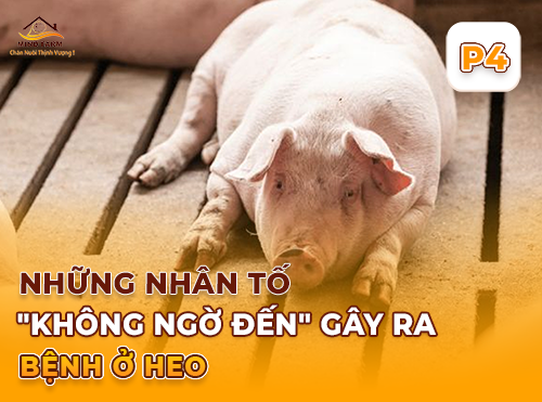 Phần 4: Các biện pháp phòng bệnh tổng hợp cho đàn heo