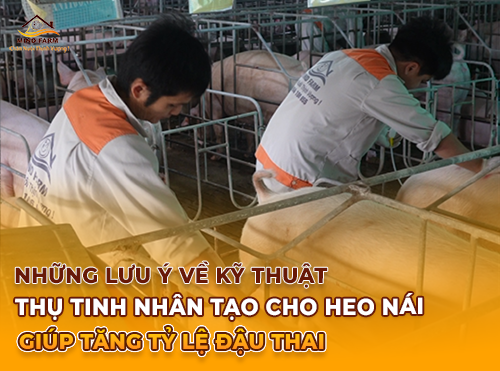 Những Lưu Ý Về Kỹ Thuật Thụ Tinh Nhân Tạo Cho Heo Nái Giúp Tăng Tỷ Lệ Đậu Thai
