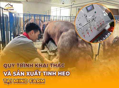 Quy Trình Khai Thác Và Sản Xuất Tinh Heo Tại Mind Farm